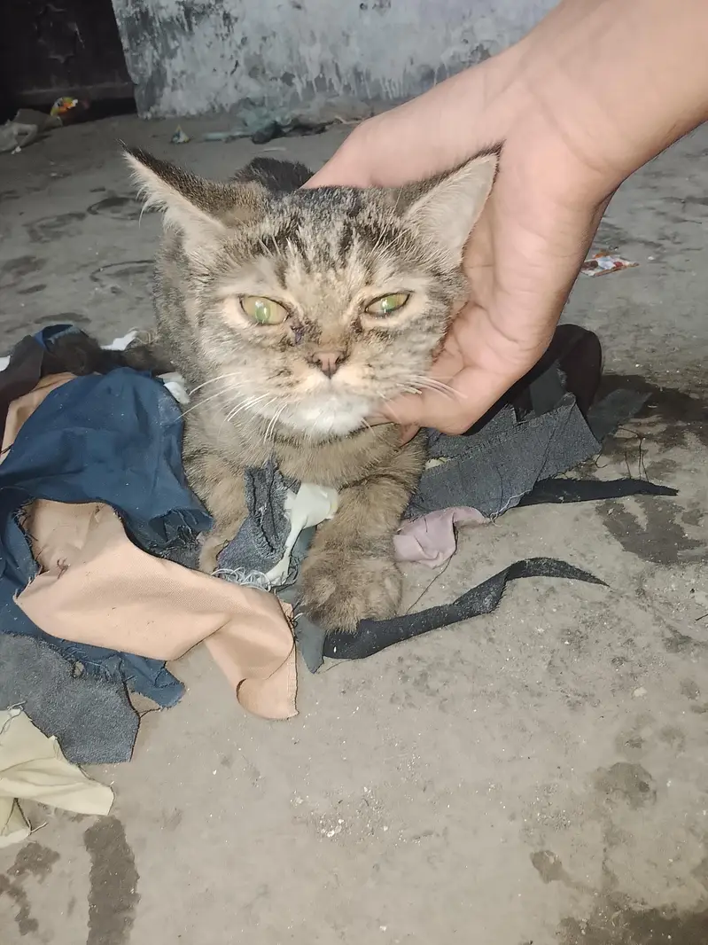 persian cat male and female pair hai /punch/ vaccination card bi hai — photo 5