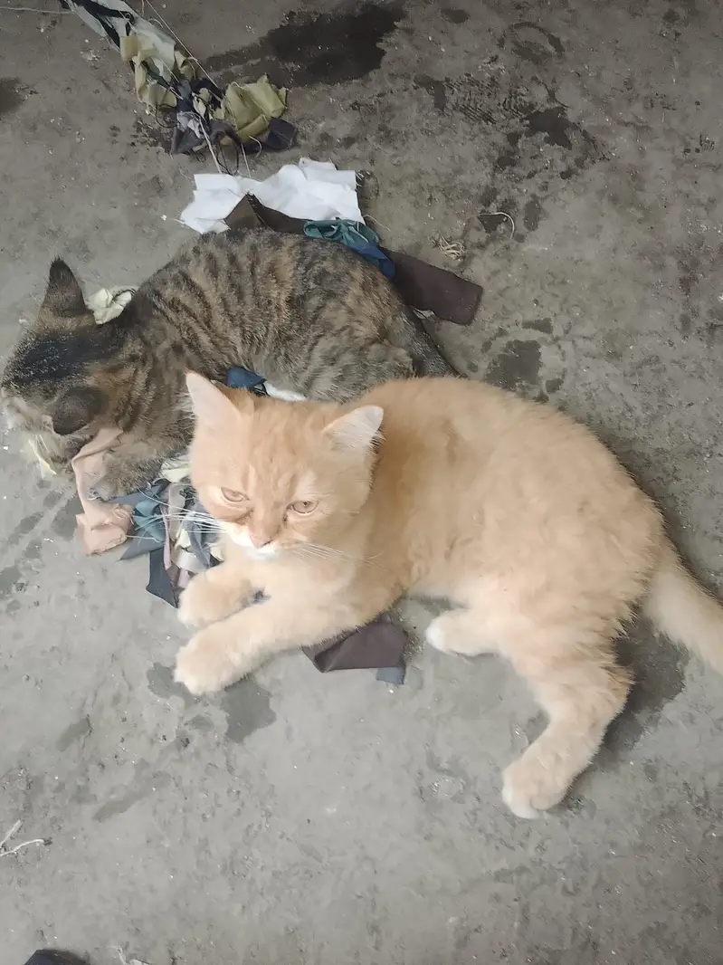 persian cat male and female pair hai /punch/ vaccination card bi hai — photo 9