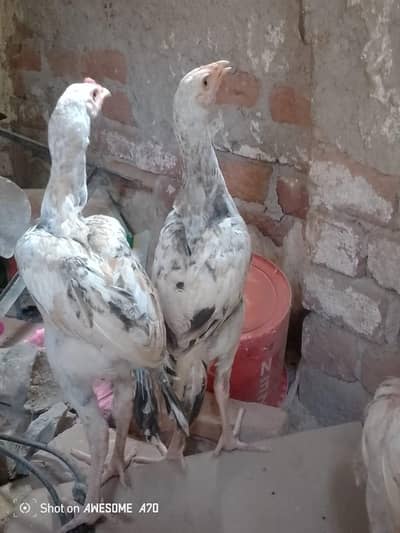 Heera+sindhi cross breed fully and active mazbot jor or saf eyes hein