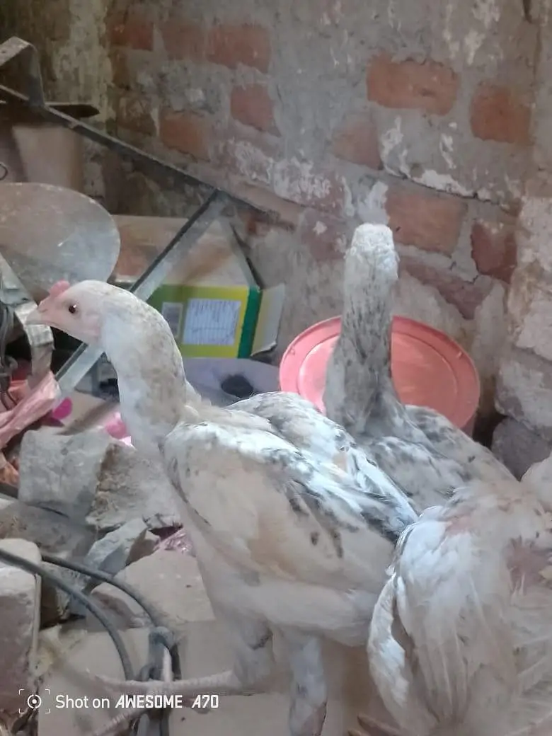 Heera+sindhi cross breed fully and active mazbot jor or saf eyes hein — photo 2