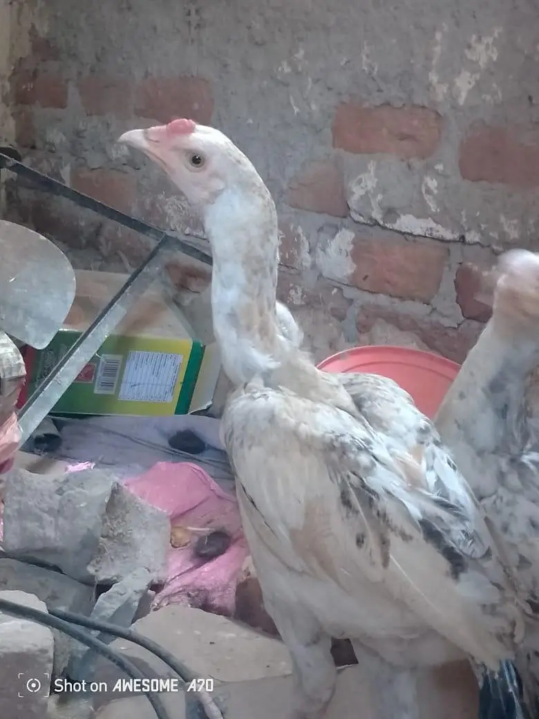 Heera+sindhi cross breed fully and active mazbot jor or saf eyes hein — photo 4