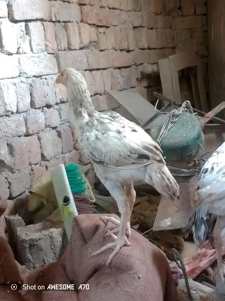 Heera+sindhi cross breed fully and active mazbot jor or saf eyes hein — photo 5