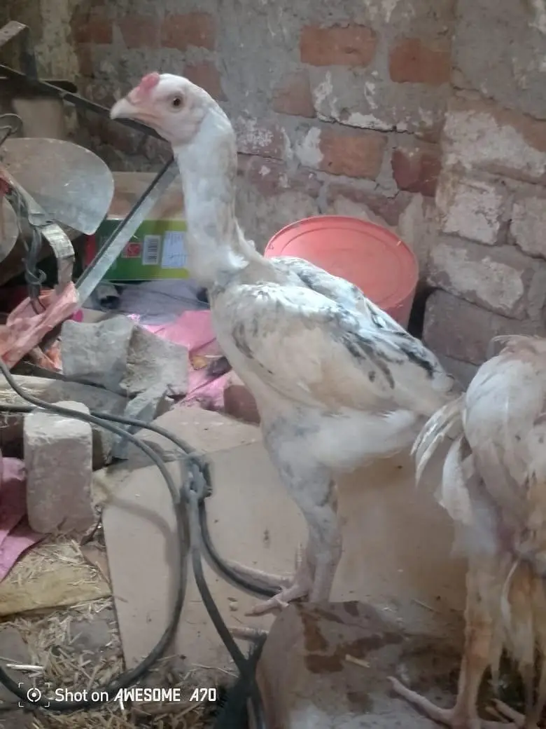 Heera+sindhi cross breed fully and active mazbot jor or saf eyes hein — photo 6