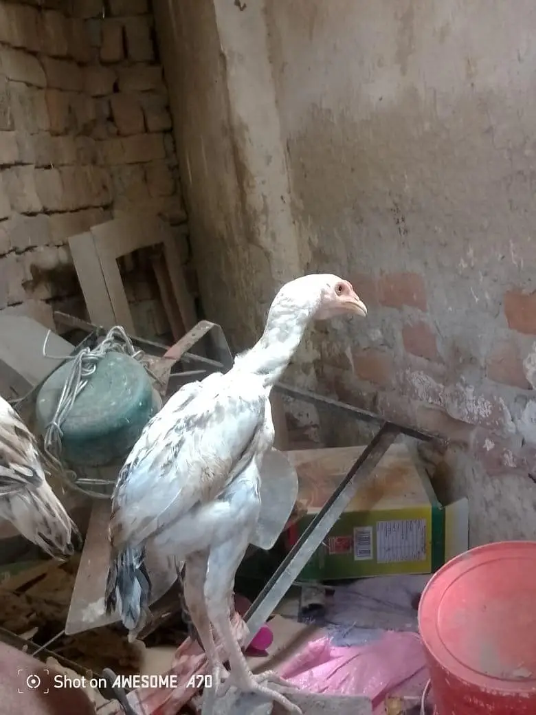 Heera+sindhi cross breed fully and active mazbot jor or saf eyes hein — photo 7