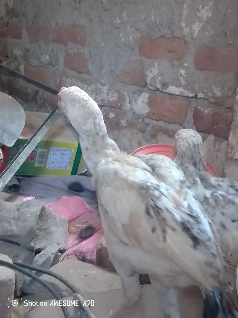 Heera+sindhi cross breed fully and active mazbot jor or saf eyes hein — photo 8