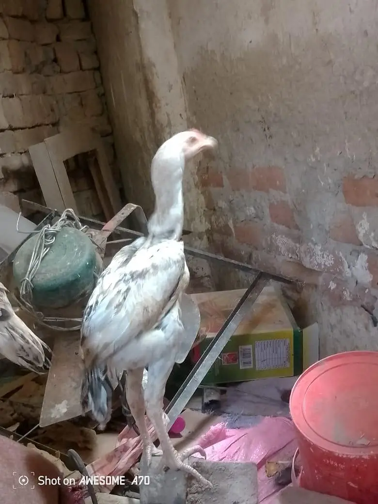 Heera+sindhi cross breed fully and active mazbot jor or saf eyes hein — photo 9
