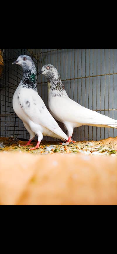 perwazi pair for sale.