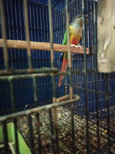 Pine apple conour . . . . . for sale . . .