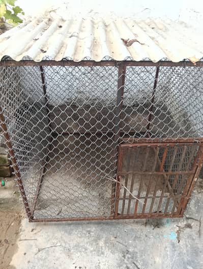 Hen Cage (Pinjara) for Sale