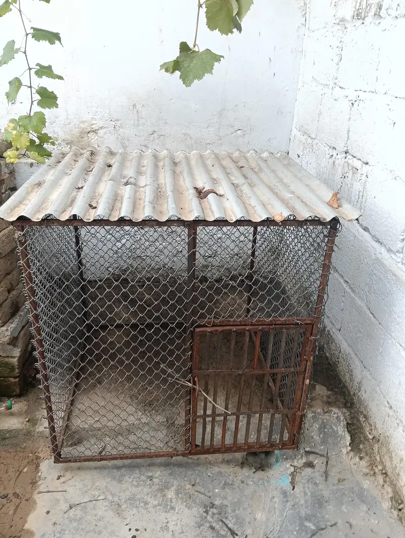 Hen Cage (Pinjara) for Sale — photo 2