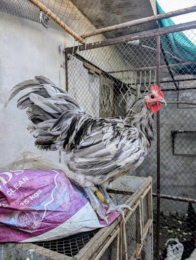 Splash Austerlob Rooster Heritage Breed