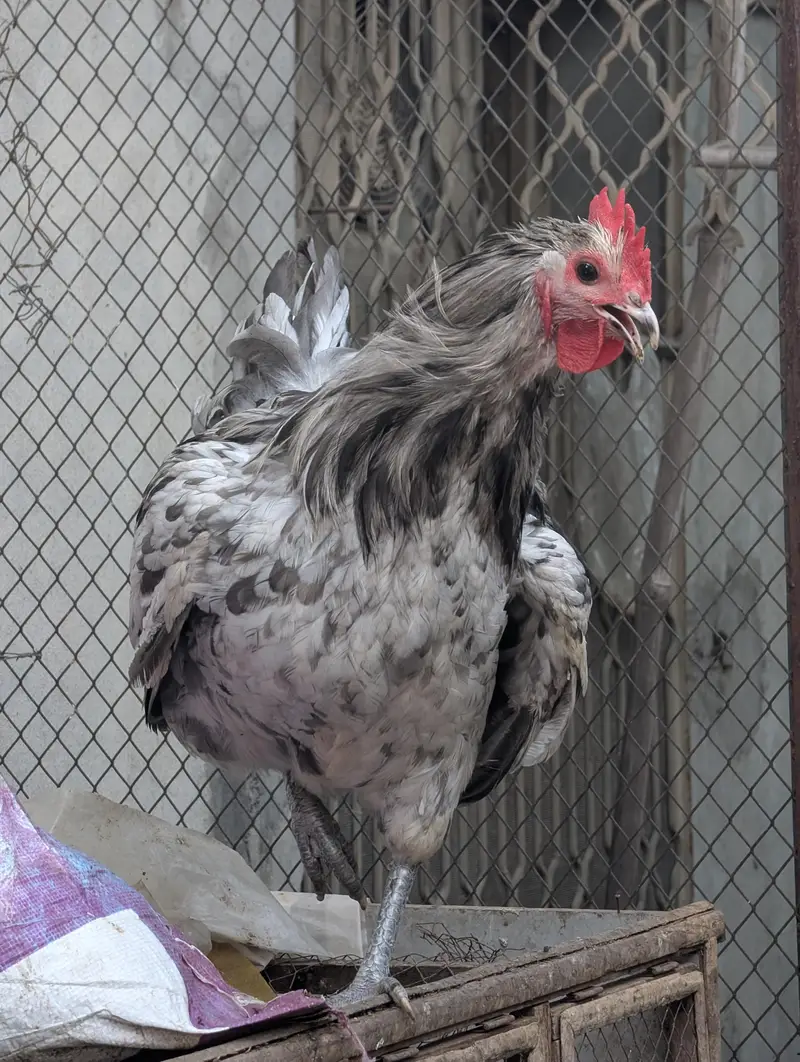 Splash Austerlob Rooster Heritage Breed — photo 2