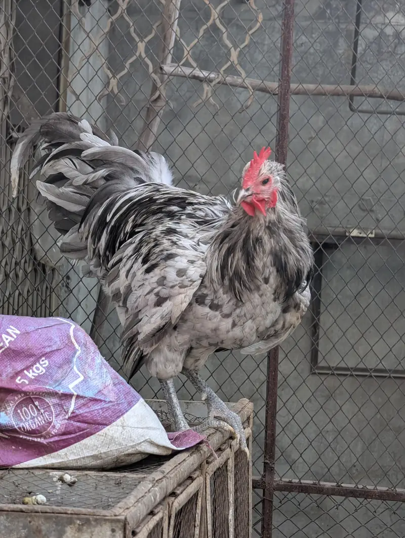 Splash Austerlob Rooster Heritage Breed — photo 3