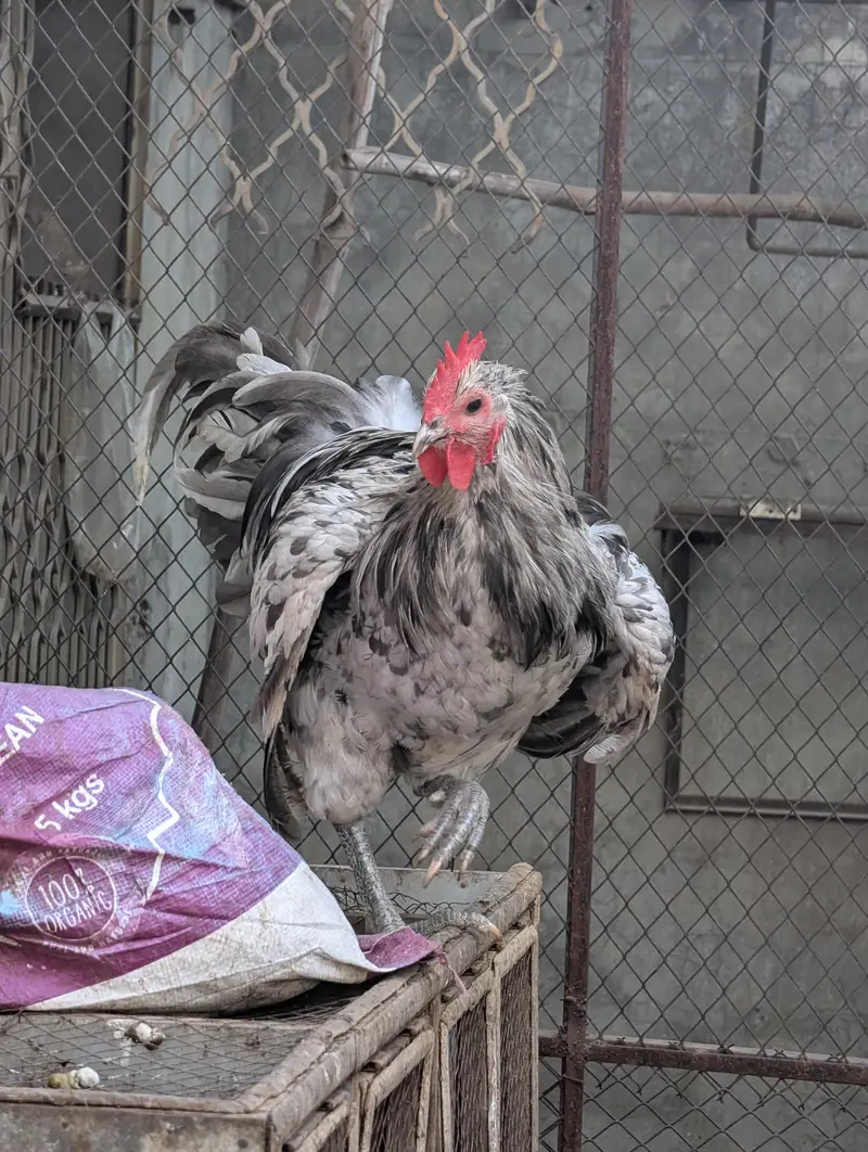 Splash Austerlob Rooster Heritage Breed — photo 4