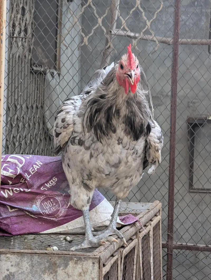 Splash Austerlob Rooster Heritage Breed — photo 5
