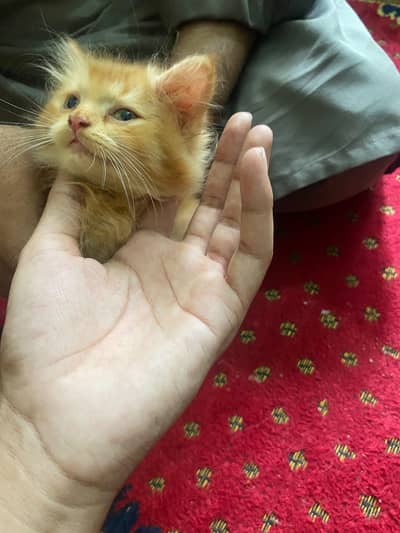 Persian cat extra long cot brown colour female price 10k