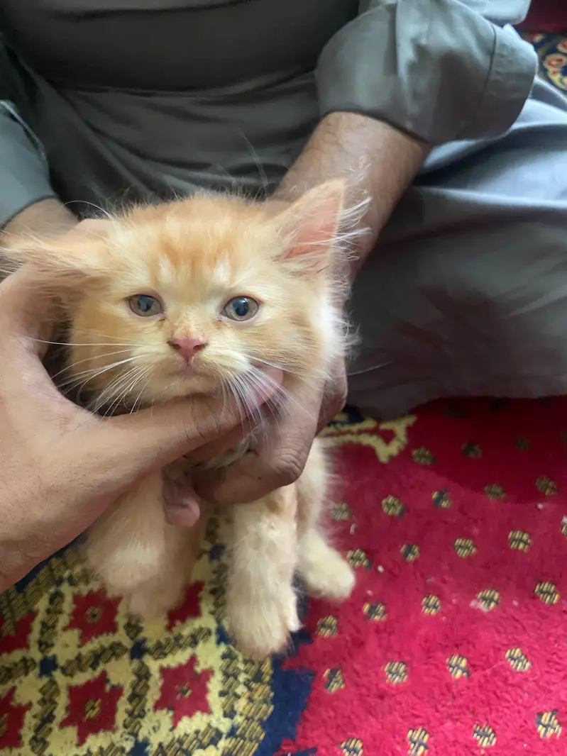 Persian cat extra long cot brown colour female price 10k — photo 3