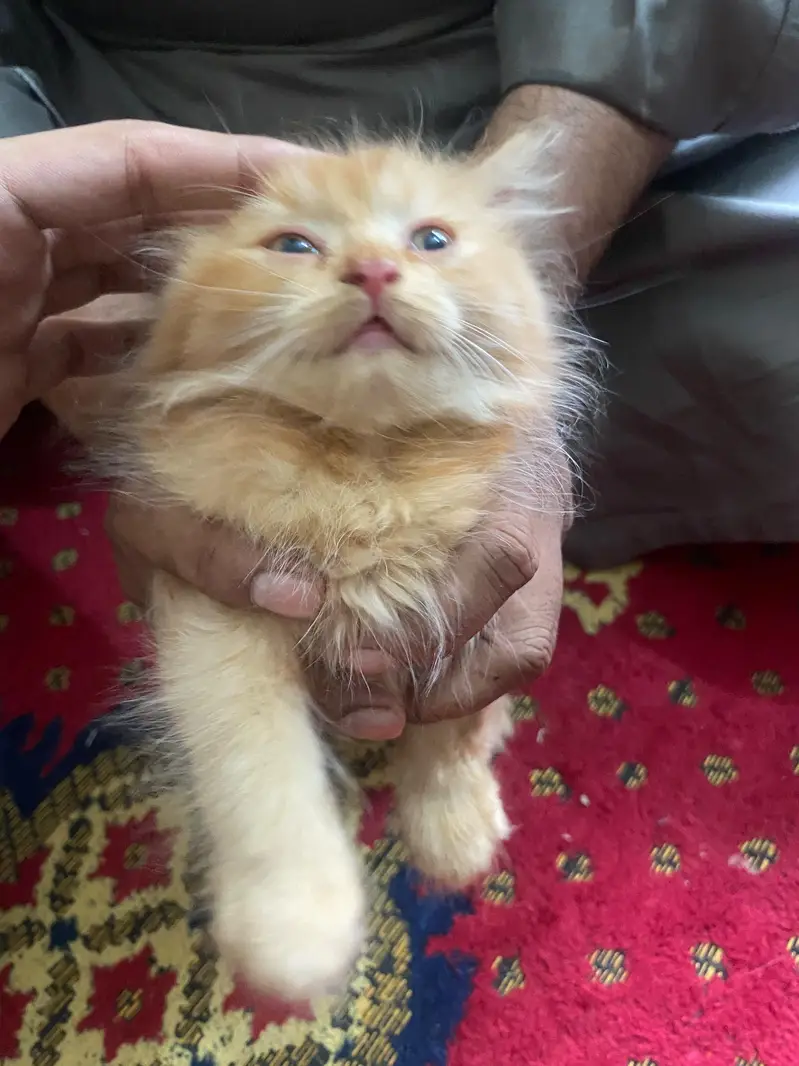 Persian cat extra long cot brown colour female price 10k — photo 4