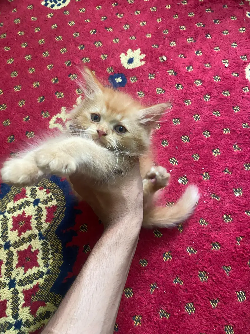 Persian cat extra long cot brown colour female price 10k — photo 5