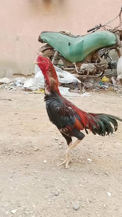 Aseel Sindhi jagiri murga whtp no 03022294724