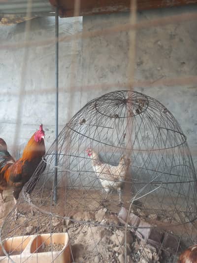 egg laying hens for sale