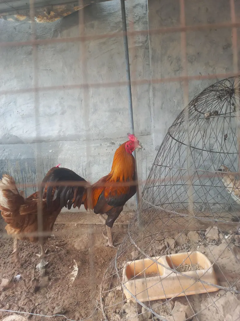egg laying hens for sale — photo 2