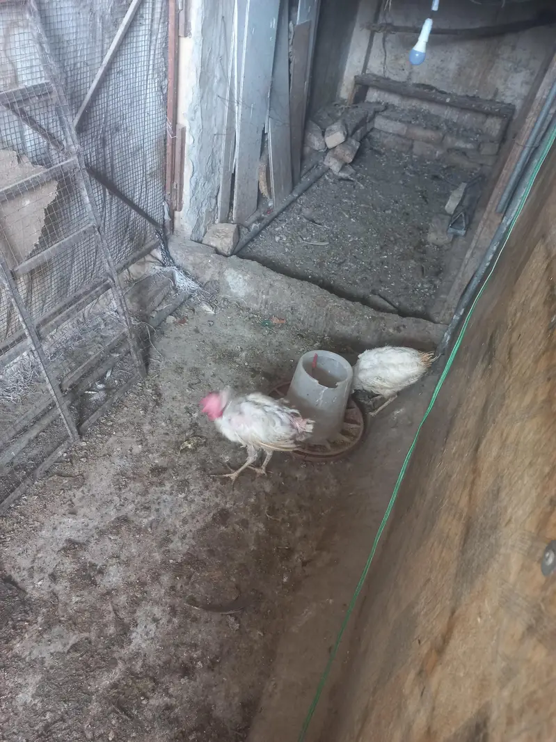 egg laying hens for sale — photo 3