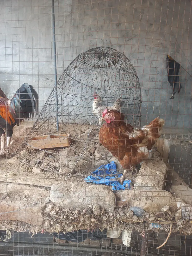 egg laying hens for sale — photo 4