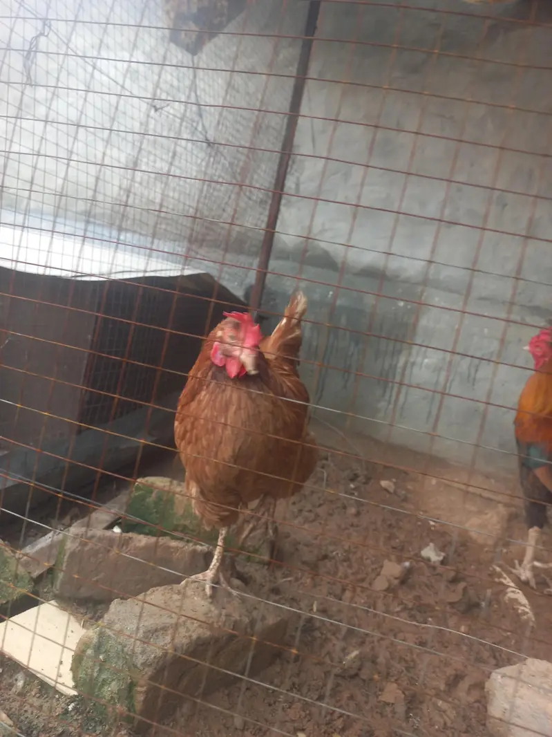 egg laying hens for sale — photo 5