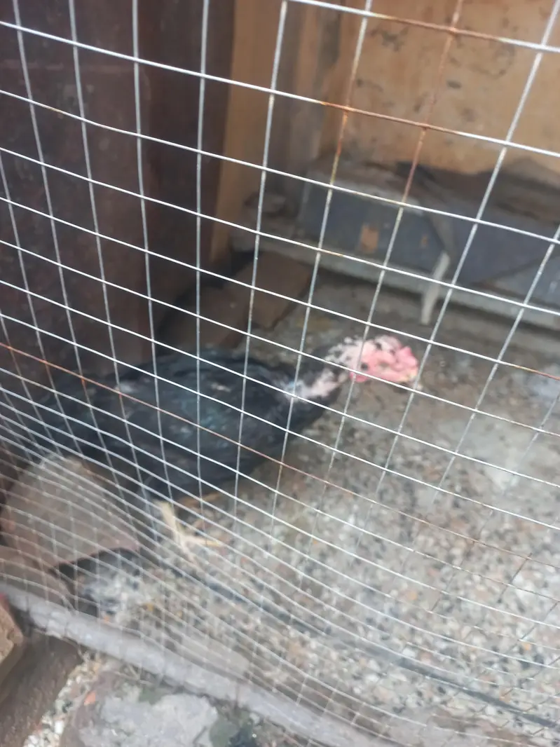 egg laying hens for sale — photo 6