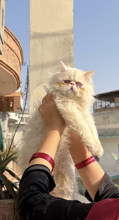 Peke face male cat available