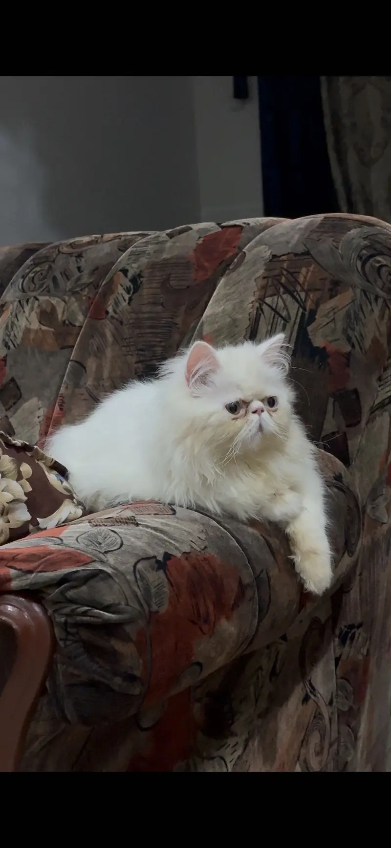 Peke face male cat available — photo 3