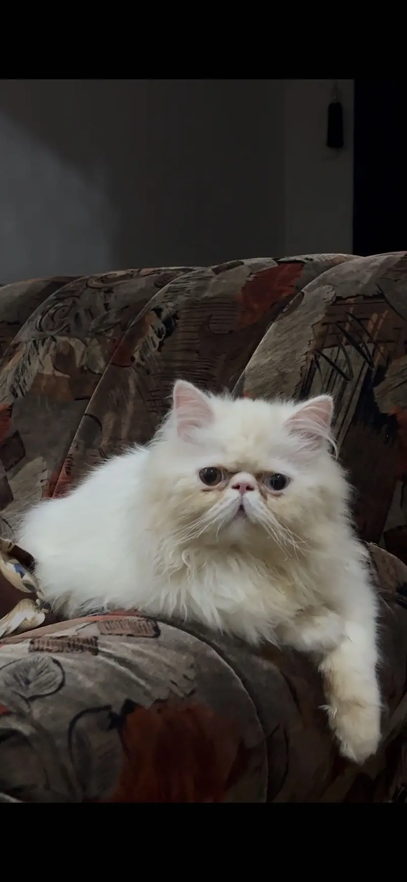 Peke face male cat available — photo 4