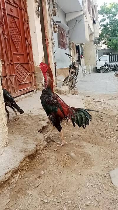 Aseel Jagiri murga 03022294724