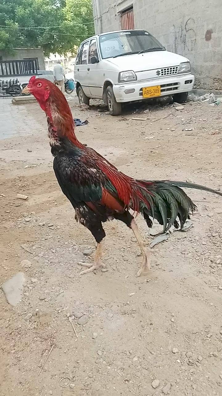 Aseel Jagiri murga 03022294724 1