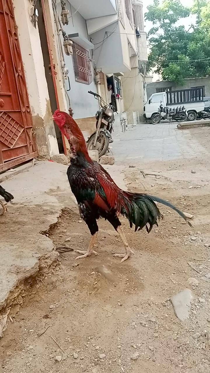 Aseel Jagiri murga 03022294724 2