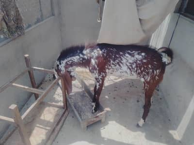 X MakhaChenna Bakra, bakri Goats, Gulabi Bakri, Maka Dasi chenna Bakra