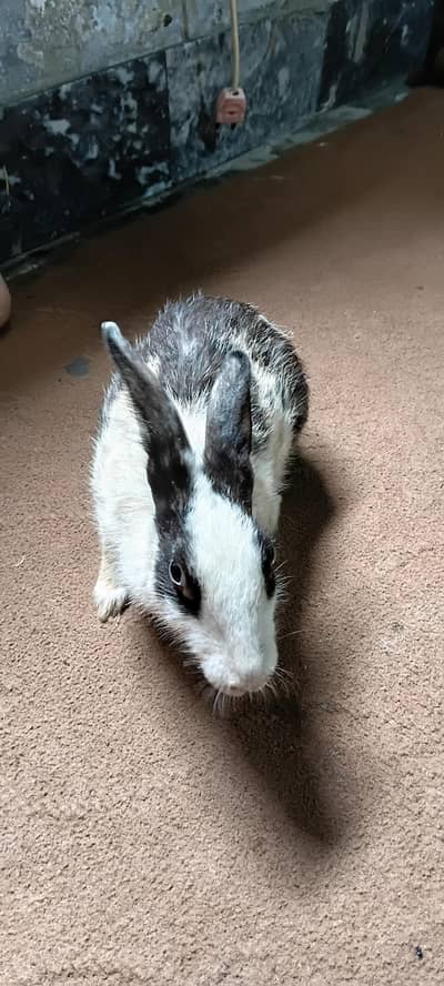 pregnant female for sale