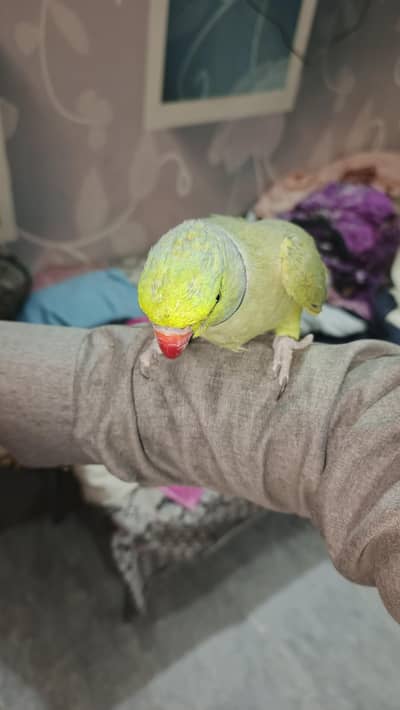 Full talking hand tam male for sale