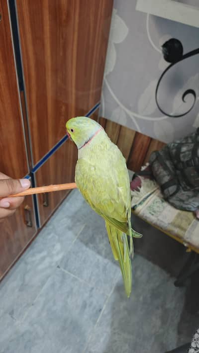 Full talking hand tam male for sale