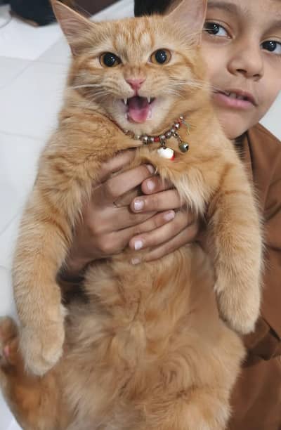 persian cat for sale