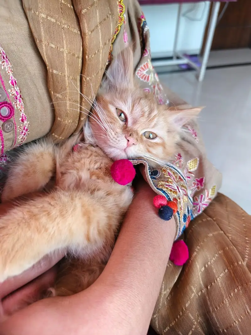 persian cat for sale — photo 2