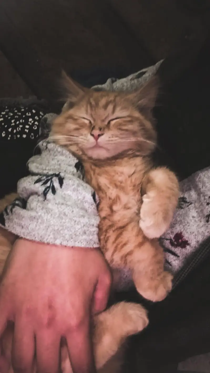 persian cat for sale — photo 3