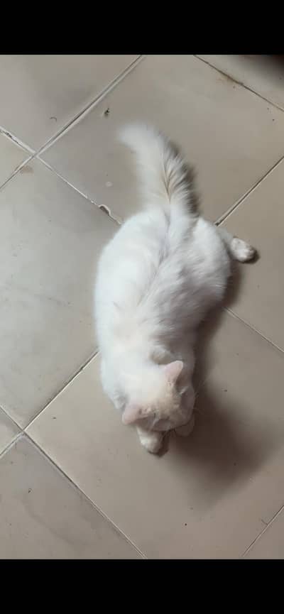Female Persian Cat forsale full friendly cat hai double cout