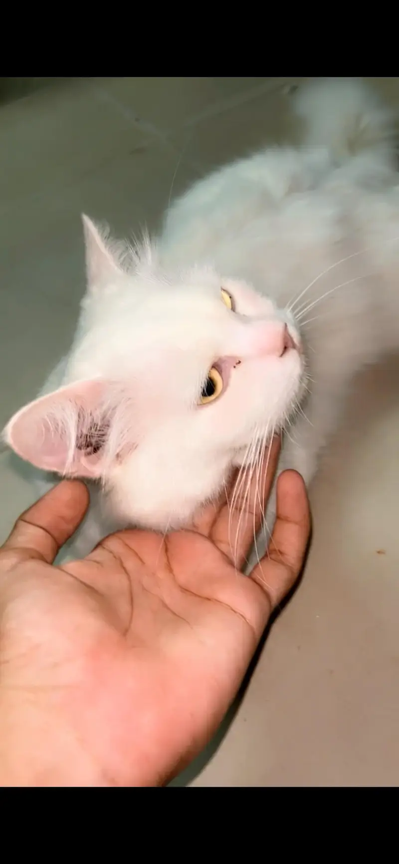 Female Persian Cat forsale full friendly cat hai double cout — photo 3