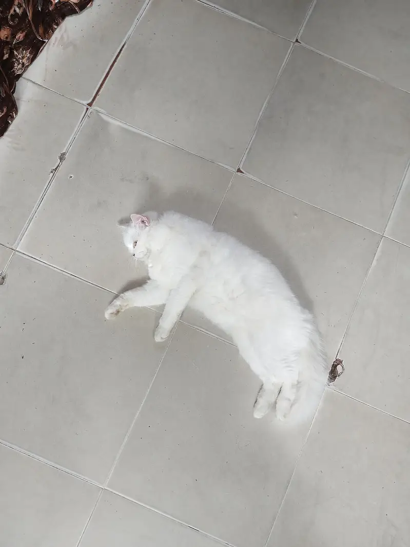 Female Persian Cat forsale full friendly cat hai double cout — photo 4