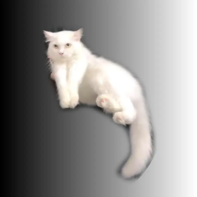 Female Persian Cat forsale full friendly cat hai double cout — photo 5