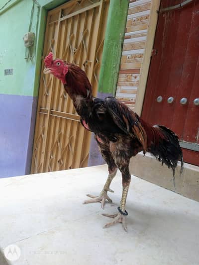 aseel Sindhi topla