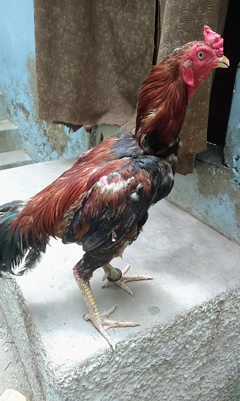 aseel Sindhi topla — photo 5