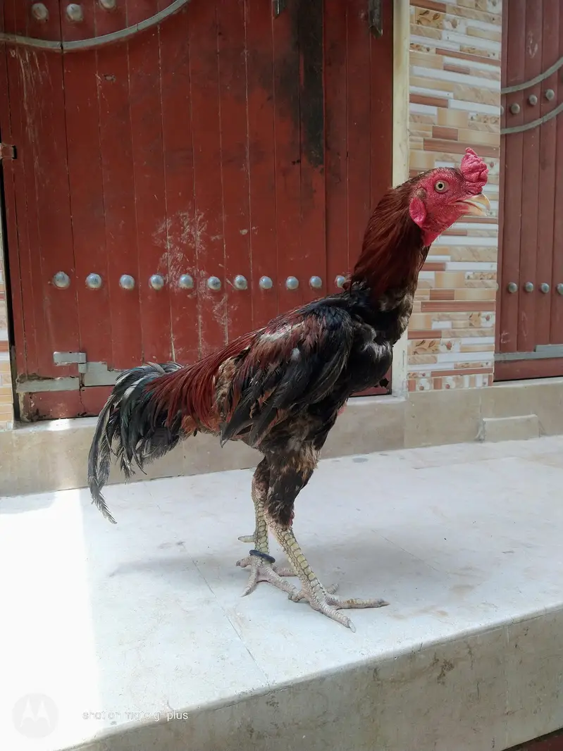 aseel Sindhi topla — photo 6